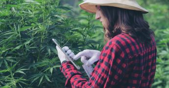 cannabis farmer in a flannel shirt and hat checking her phone