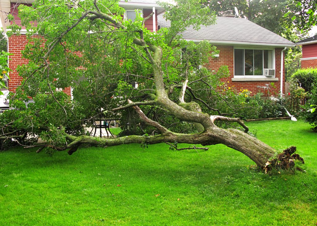 does-insurance-cover-tree-damage