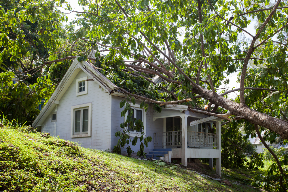 Does Insurance Cover Tree Damage