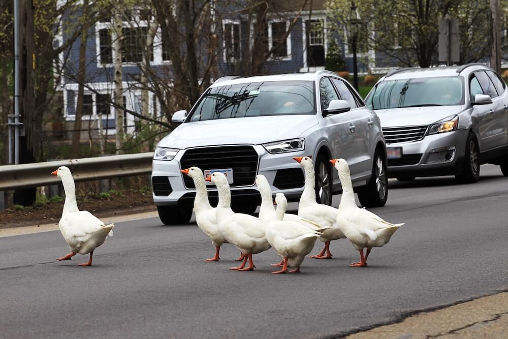 geese crossing street in front of massachusetts driver