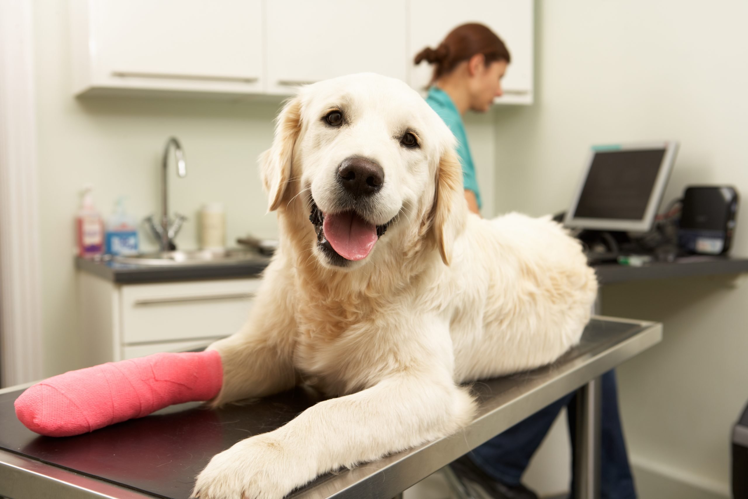 Pet Insurance in Massachusetts | C&S Insurance